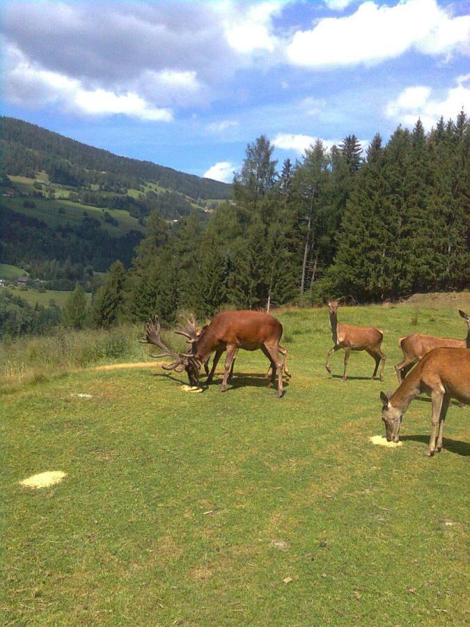 Pension - Bauernhof Sankt Lorenzen ob Murau Exteriör bild